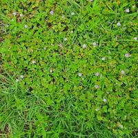 piccolo fiori e verde le foglie nel tropicale paesi nel estate. ai-generato. foto