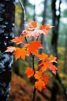 le foglie mutevole colore nel foresta foto