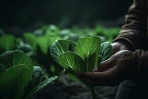 verde tabacco piantine nel il mani di un agronomo nel un' campo nel settentrionale Tailandia. ai generativo foto