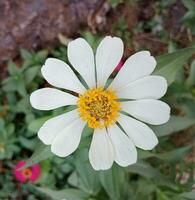 bellissimo bianca zinnia fiore. bellissimo floreale nel giardino. foto