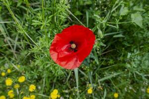 2023 04 29 orgiano papaver rhoeas foto