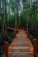 rosso di legno ponte nel il mangrovia foresta foto