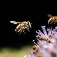 vicino su di miele ape raccolta polline su viola fiore isolato su nero sfondo. ai generativo foto