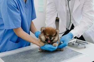 Due medici siamo l'esame lui. veterinario medicina concetto. volpino nel un' veterinario clinica. foto