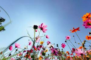 il cosmo fiore sfondo nel il giardino è piantato come un ornamentale pianta per quelli chi piace per prendere immagini con cosmo fiori per prendere un' memoriale foto nel il vasto campo di cosmo fiori.