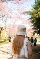 donna a piedi ciliegia fiorire sentiero per vedere bellissimo scenario di rosa ciliegia fiori lungo strada benedetto nel inverno. donna viaggio viaggio lungo sentiero di bellissimo rosa ciliegia fiori nel pieno fioritura benedetto foto