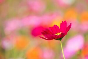 il cosmo fiore sfondo nel il giardino è piantato come un ornamentale pianta per quelli chi piace per prendere immagini con cosmo fiori per prendere un' memoriale foto nel il vasto campo di cosmo fiori.