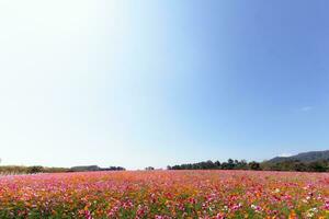 il cosmo fiore sfondo nel il giardino è piantato come un ornamentale pianta per quelli chi piace per prendere immagini con cosmo fiori per prendere un' memoriale foto nel il vasto campo di cosmo fiori.