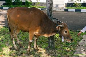 Marrone mucca per Qurban o sacrificio Festival musulmano evento nel villaggio con verde erba foto