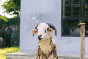 bianca capra o pecora per Qurban o sacrificio Festival musulmano evento nel villaggio con verde erba foto