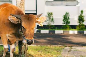 Marrone mucca per Qurban o sacrificio Festival musulmano evento nel villaggio con verde erba foto