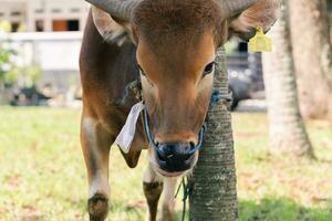 Marrone mucca per Qurban o sacrificio Festival musulmano evento nel villaggio con verde erba foto