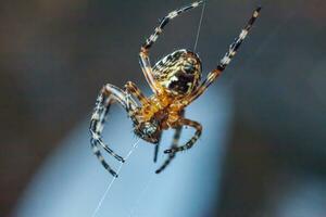 aracnofobia paura di ragno mordere concetto. macro vicino su ragno su ragnatela ragno ragnatela su sfocato blu sfondo. vita di insetti. orrore pauroso spaventoso bandiera per Halloween. foto