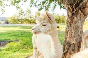 carino alpaca con faccia buffa che si rilassa nel ranch in una giornata estiva. alpaca domestici che pascolano sui pascoli nello sfondo naturale della campagna dell'azienda agricola ecologica. cura degli animali e concetto di agricoltura ecologica foto