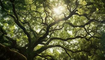 un' vivace verde foresta, bagnata nel luce del sole, simboleggia estate crescita generato di ai foto