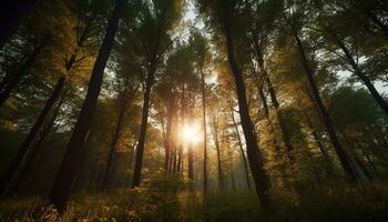 illuminata dal sole foresta, vivace foglie, tranquillo sentiero, misterioso bellezza nel natura generato di ai foto