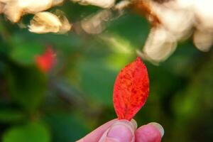 avvicinamento naturale autunno autunno Visualizza di donna mano Tenere rosso arancia foglia su sfocato verde sfondo nel giardino o parco. ispirazione natura ottobre o settembre sfondo. modificare di le stagioni concetto. foto