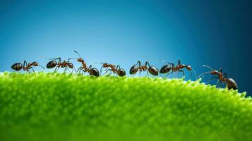 squadra di formiche in esecuzione in giro il curvo verde lama di erba foto