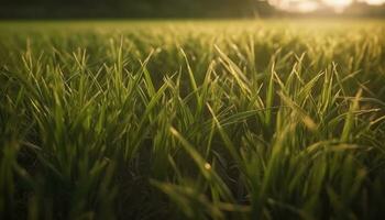 vivace verde prato, estate luce del sole, fresco erba, natura bellezza generato di ai foto