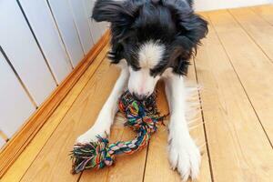 divertente ritratto di simpatico cucciolo sorridente cane border collie che tiene in bocca un giocattolo colorato di corda. nuovo adorabile membro della famiglia cagnolino a casa che gioca con il proprietario. concetto di cura degli animali e animali. foto