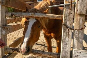 ippodromo concetto. moderno animale bestiame. Marrone cavallo stalloni nel stalla rilassante nel formazione recinto, azienda agricola campagna sfondo. cavallo nel paddock recinto per bestiame all'aperto. cavallo nel naturale eco azienda agricola. foto