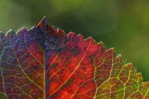 primo piano naturale autunno caduta vista macro di rosso arancione foglia bagliore al sole su sfondo verde sfocato in giardino o parco. carta da parati ispiratrice di ottobre o settembre. concetto di cambio di stagione. foto