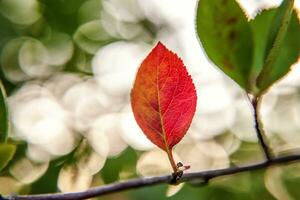 avvicinamento naturale autunno autunno Visualizza di rosso arancia foglia splendore nel sole su sfocato verde sfondo nel giardino o parco. ispirazione natura ottobre o settembre sfondo. modificare di le stagioni concetto. foto