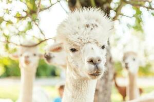 carino alpaca con faccia buffa che si rilassa nel ranch in una giornata estiva. alpaca domestici che pascolano sui pascoli nello sfondo naturale della campagna dell'azienda agricola ecologica. cura degli animali e concetto di agricoltura ecologica foto