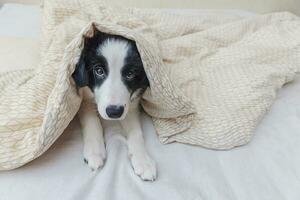 divertente ritratto di simpatico cucciolo di cane border collie smilling a letto a casa foto