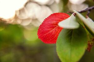 avvicinamento naturale autunno autunno Visualizza di rosso arancia foglia splendore nel sole su sfocato verde sfondo nel giardino o parco. ispirazione natura ottobre o settembre sfondo. modificare di le stagioni concetto. foto