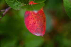avvicinamento naturale autunno autunno Visualizza di rosso arancia foglia splendore nel sole su sfocato verde sfondo nel giardino o parco. ispirazione natura ottobre o settembre sfondo. modificare di le stagioni concetto. foto