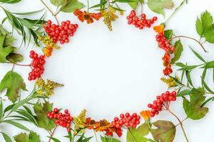 autunno floreale composizione. telaio fatto di Viburnum frutti di bosco isolato su bianca sfondo. autunno autunno naturale impianti ecologia fresco sfondo concetto. piatto posare superiore Visualizza, copia spazio foto