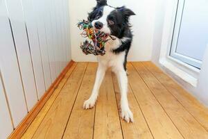 divertente ritratto di simpatico cucciolo sorridente cane border collie che tiene in bocca un giocattolo colorato di corda. nuovo adorabile membro della famiglia cagnolino a casa che gioca con il proprietario. concetto di cura degli animali e animali. foto