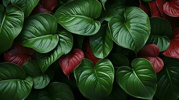 anthurium Jenmanii foglia pianta foglia sfondo foto