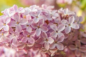 bellissimo odore viola viola lilla fiorire fiori nel primavera volta. vicino su macro ramoscelli di lilla selettivo messa a fuoco. ispirazione naturale floreale fioritura giardino o parco. ecologia natura paesaggio foto