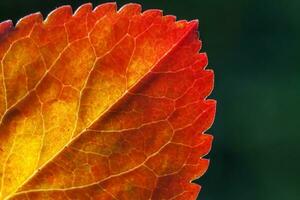 primo piano naturale autunno caduta vista macro di rosso arancione foglia bagliore al sole su sfondo verde sfocato in giardino o parco. carta da parati ispiratrice di ottobre o settembre. concetto di cambio di stagione. foto