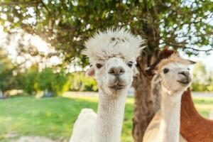 carino alpaca con faccia buffa che si rilassa nel ranch in una giornata estiva. alpaca domestici che pascolano sui pascoli nello sfondo naturale della campagna dell'azienda agricola ecologica. cura degli animali e concetto di agricoltura ecologica foto