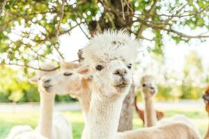 carino alpaca con faccia buffa che si rilassa nel ranch in una giornata estiva. alpaca domestici che pascolano sui pascoli nello sfondo naturale della campagna dell'azienda agricola ecologica. cura degli animali e concetto di agricoltura ecologica foto