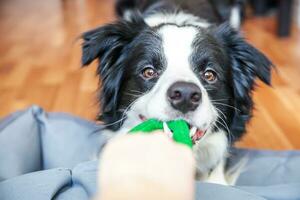 divertente ritratto di simpatico cucciolo di cane border collie che tiene in bocca un giocattolo verde colorato. nuovo adorabile membro della famiglia cagnolino a casa che gioca con il proprietario. concetto di cura degli animali e animali. foto