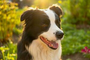 ritratto all'aperto di simpatico cucciolo sorridente border collie seduto sullo sfondo del parco. piccolo cane con faccia buffa nella soleggiata giornata estiva all'aperto. concetto di vita per animali domestici e animali divertenti. foto