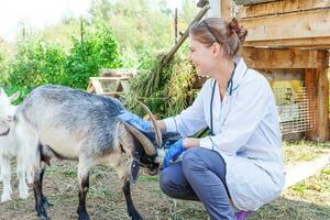 giovane veterinario donna con stetoscopio Tenere e l'esame capra su ranch sfondo. giovane capra con veterinario mani per dai un'occhiata su nel naturale eco azienda agricola. animale cura bestiame ecologico agricoltura concetto. foto