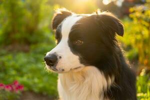 ritratto all'aperto di simpatico cucciolo sorridente border collie seduto sullo sfondo del parco. piccolo cane con faccia buffa nella soleggiata giornata estiva all'aperto. concetto di vita per animali domestici e animali divertenti. foto