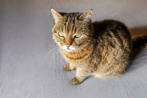 ritratto divertente arrogante gatto soriano domestico dai capelli corti in posa su sfondo marrone scuro. piccolo gattino che gioca a riposo a casa al coperto. concetto di cura degli animali e di vita degli animali. foto