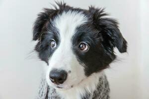 divertente ritratto in studio di simpatico cucciolo di cane border collie che indossa abiti caldi sciarpa intorno al collo isolato su sfondo bianco foto