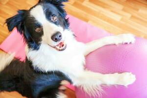 divertente cane border collie che pratica lezione di yoga con la palla da palestra al coperto. cucciolo che fa yoga asana posa sul tappetino yoga rosa a casa. calma rilassarsi durante la quarantena. allenarsi a casa. foto