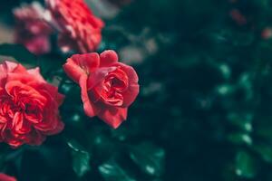 bellissimi fiori di rosa rosa in estate. sfondo della natura con rose rosse fiorite. ispirazione floreale naturale primaverile in fiore giardino o parco sullo sfondo. design d'arte retrò vintage fiore di bellezza. foto