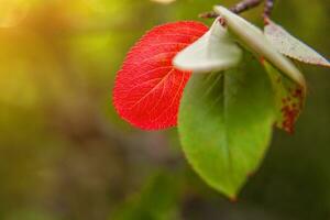 avvicinamento naturale autunno autunno Visualizza di rosso arancia foglia splendore nel sole su sfocato verde sfondo nel giardino o parco. ispirazione natura ottobre o settembre sfondo. modificare di le stagioni concetto. foto