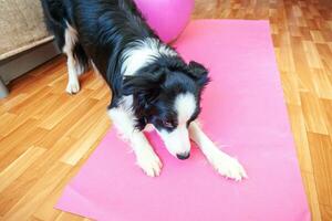 divertente cane border collie che pratica lezione di yoga al coperto. cucciolo che fa yoga asana posa sul tappetino yoga rosa a casa. calma e relax durante la quarantena. allenarsi in palestra a casa. foto