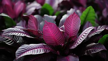 Calathea foglia pianta foglia sfondo foto