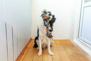 divertente ritratto di simpatico cucciolo sorridente cane border collie che tiene in bocca un giocattolo colorato di corda. nuovo adorabile membro della famiglia cagnolino a casa che gioca con il proprietario. concetto di cura degli animali e animali. foto